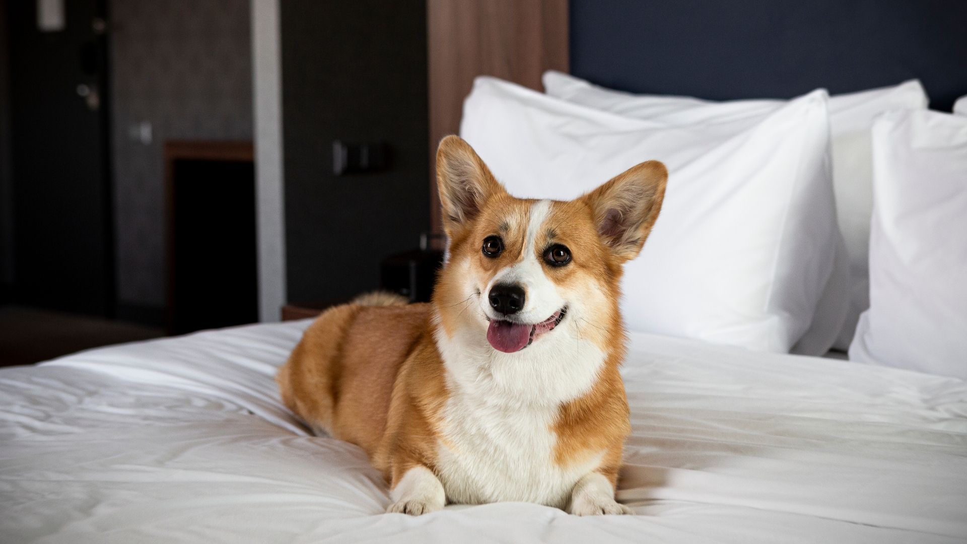 Pet-friendly hotels